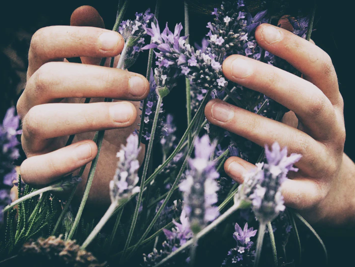 Händer som håller i en bunt med lila blommor